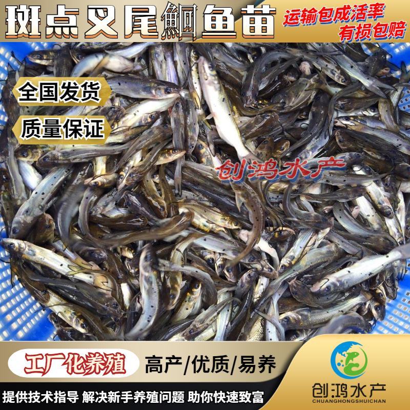 【优质精选】叉尾鱼苗美国斑点叉尾鮰鱼苗淡水鱼苗