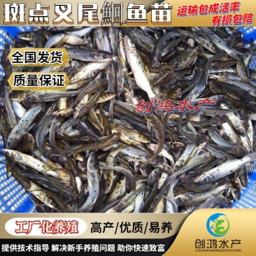 【淡水养殖】叉尾鮰鱼苗美国斑点叉尾鮰鱼苗叉尾鱼苗