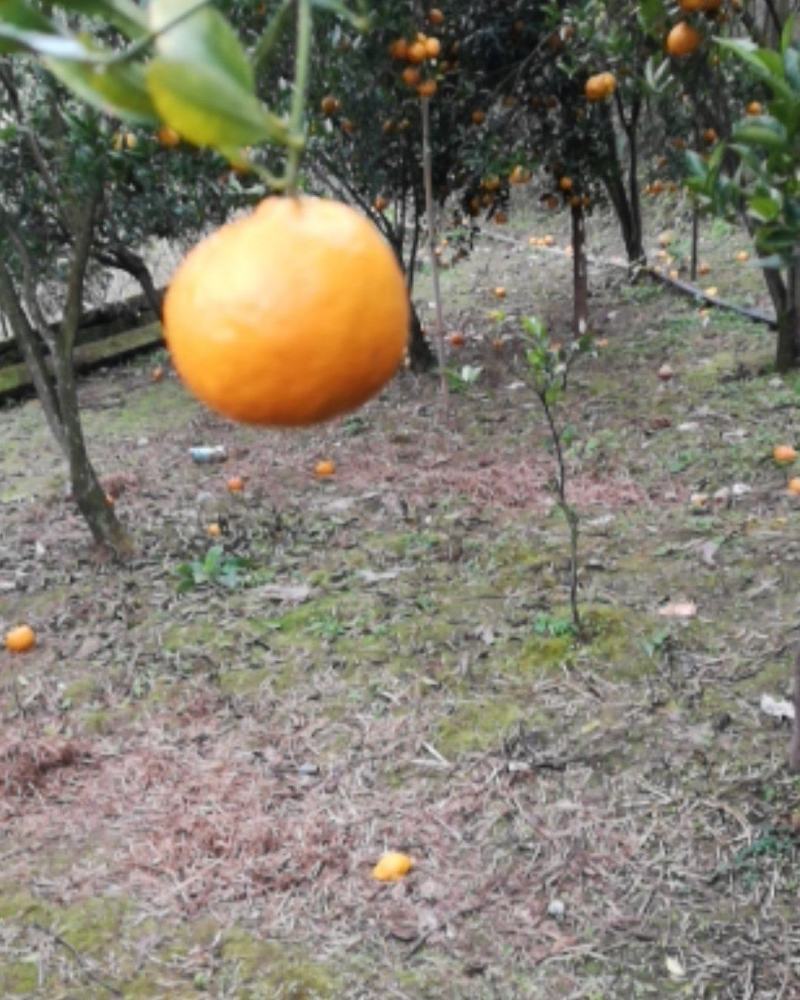 四川渠县精品椪柑现摘现发色黄味甜一手货源