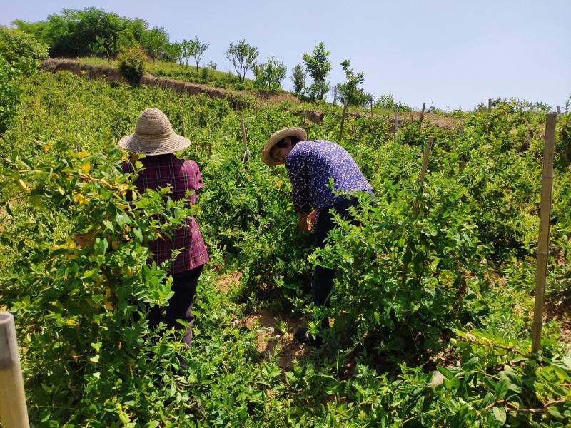 秦巴山区野生金银花纯野生人工采摘，自然阳光晾晒