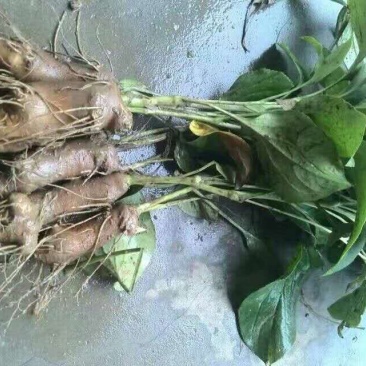 亳州中药材白术各种规格供应中白术芽供应