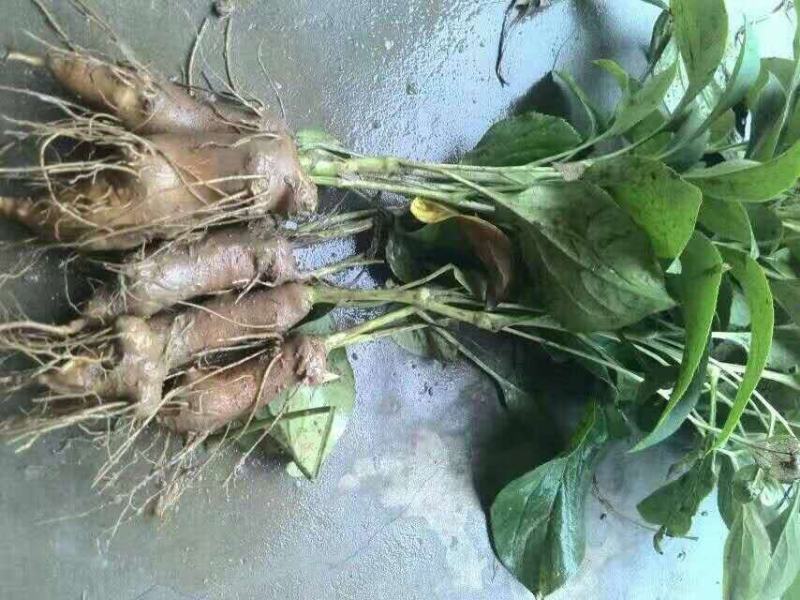 亳州中药材白术各种规格供应中白术芽供应