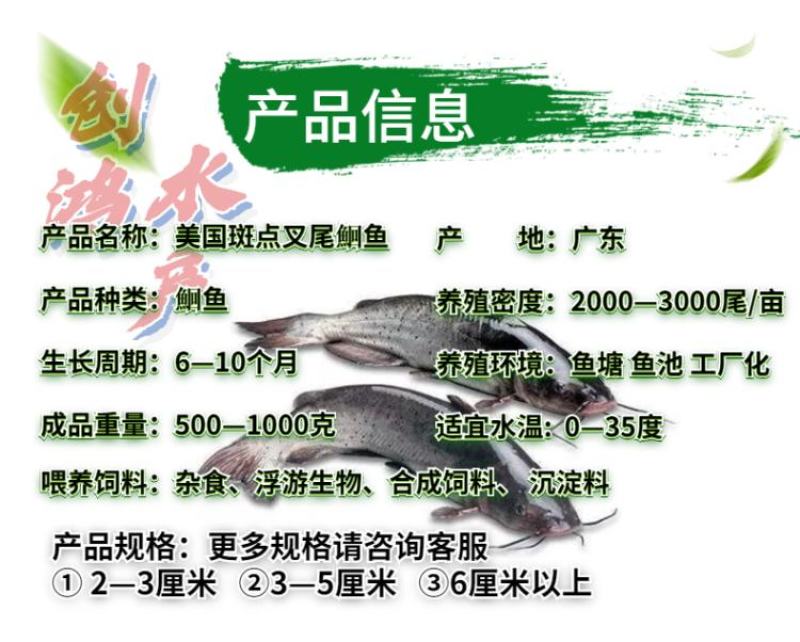 【特价销售】叉尾鮰鱼苗美国斑点叉尾鮰鱼苗淡水鱼苗