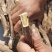 甘肃岷县野生红芪无硫磺大条10年生自然晾晒