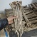甘肃岷县野生红芪无硫磺大条10年生自然晾晒