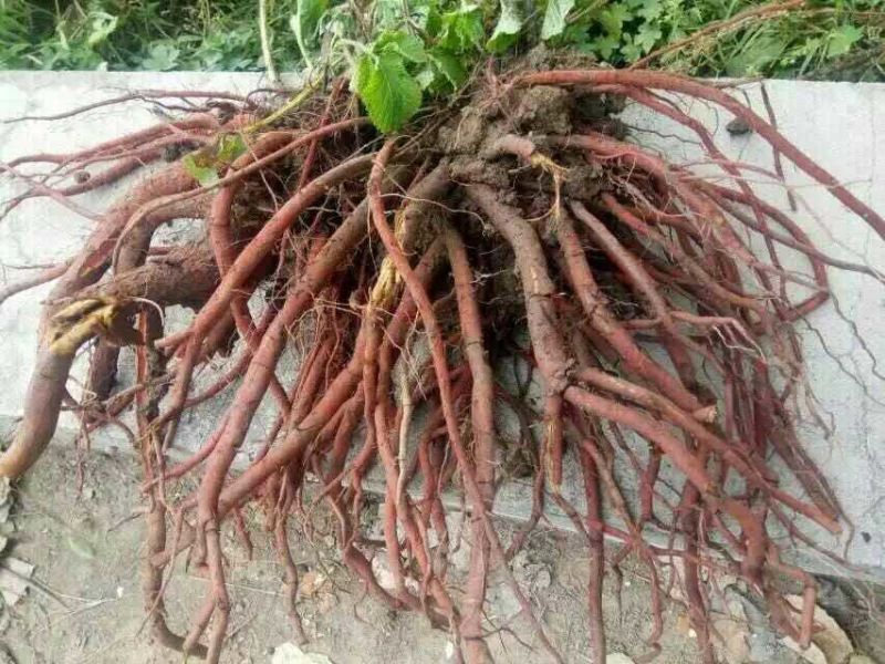 药都亳州供应丹参苗饮片个子，丹参苗种植技术指导包回收回收