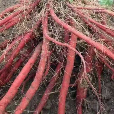 药都亳州供应丹参苗饮片个子，丹参苗种植技术指导包回收回收