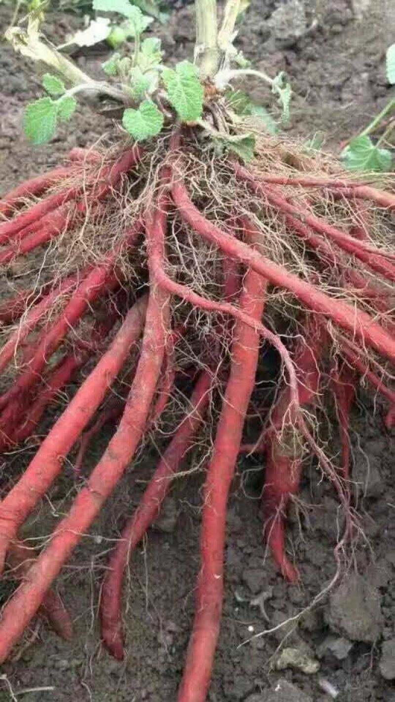 药都亳州供应丹参苗饮片个子，丹参苗种植技术指导包回收回收