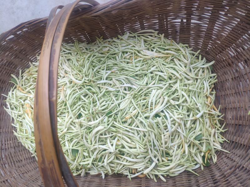 金银花品种基地金银花欢迎各大药厂对接支持一件代发