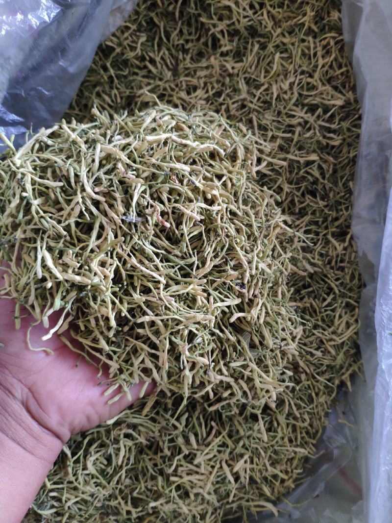 金银花品种基地金银花欢迎各大药厂对接支持一件代发