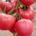 上海西红柿高品质西红柿产地直供一手货源欢迎选购!
