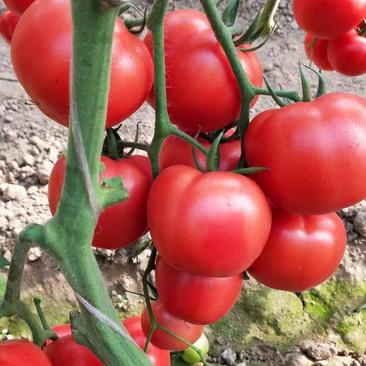 上海西红柿高品质西红柿产地直供一手货源欢迎选购!
