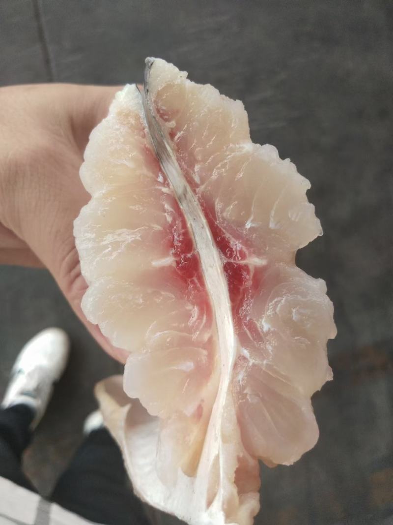 海之优贸易“源来是鱼”巴沙鱼全系列