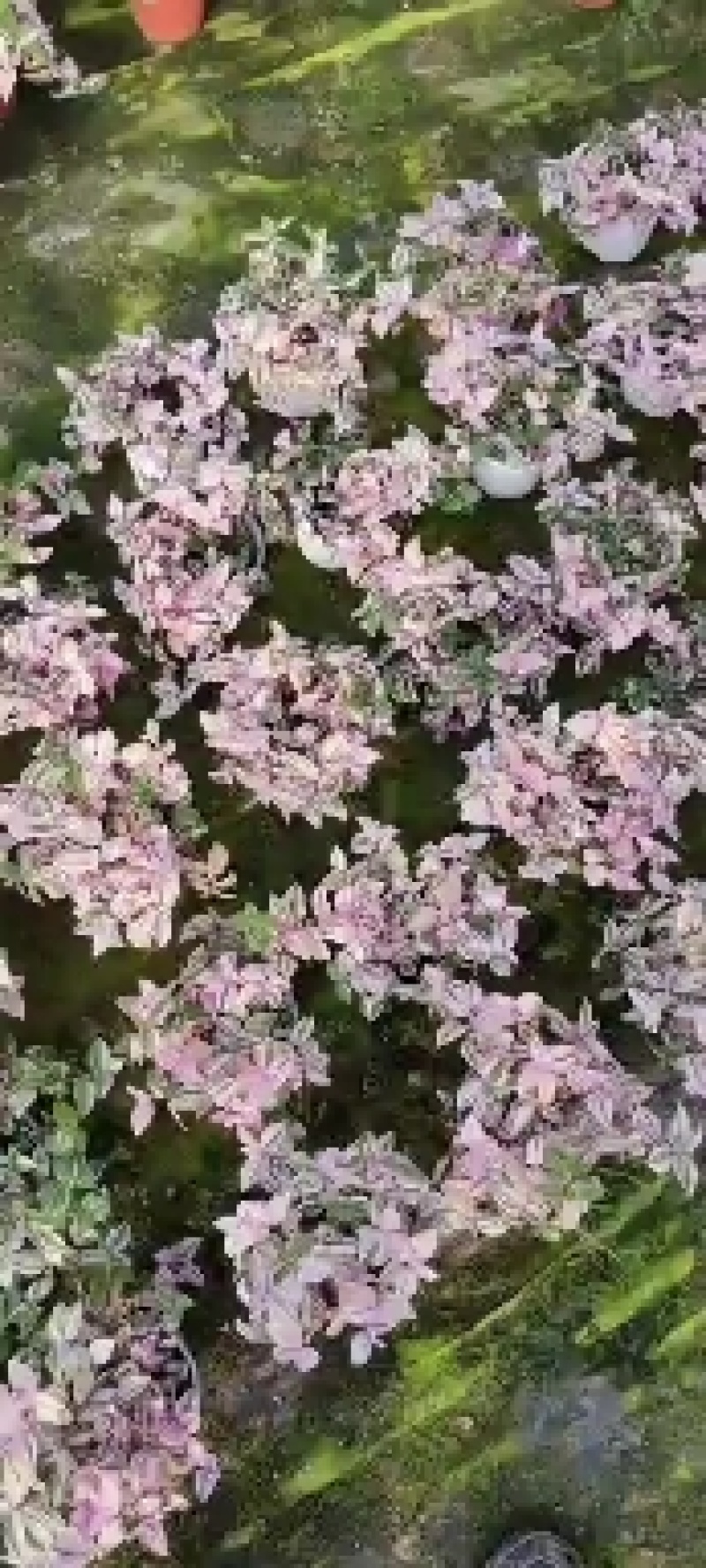 婚礼吊兰锦，基地自产一手货源，质量保障，信誉保障