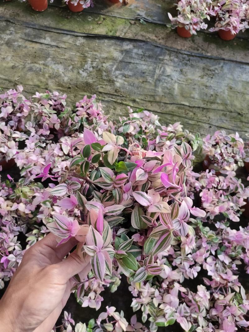 婚礼吊兰锦，基地自产一手货源，质量保障，信誉保障