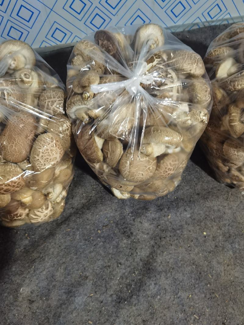 【优质香菇】鲜香菇上市菌类，冬菇，电超专供