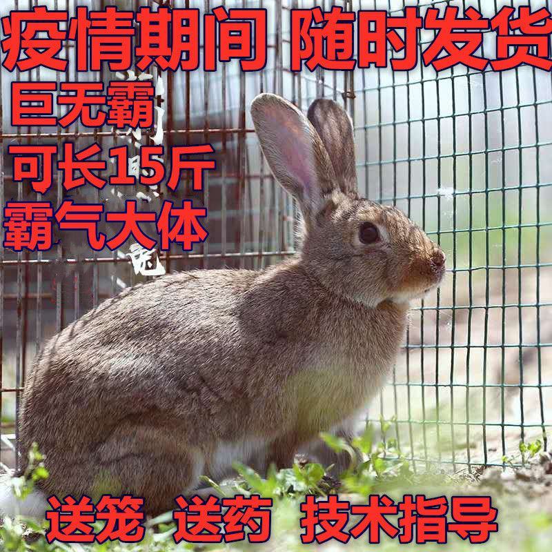 包邮运输包活新西兰肉兔苗可长15斤可繁殖大巨型肉兔