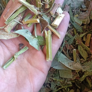 打石草三方草云南地产货颜色好有大货