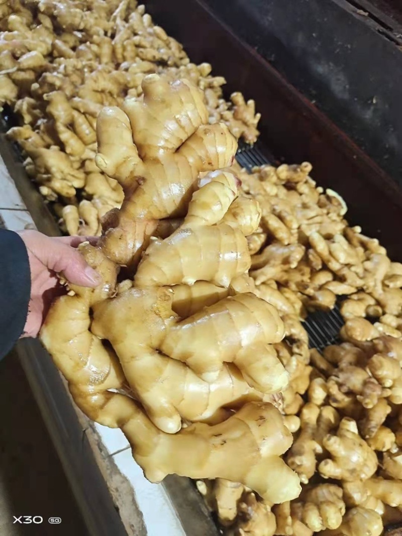 优质窖藏姜常年供应货源充足全国可发货