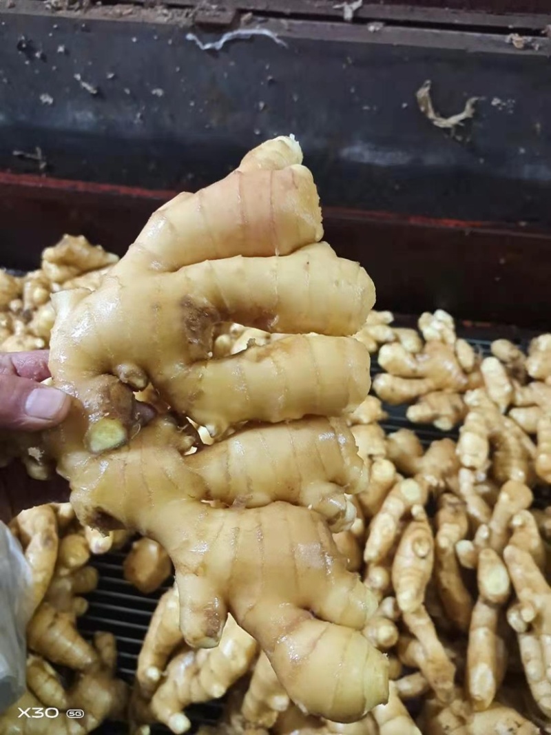 优质窖藏姜常年供应货源充足全国可发货