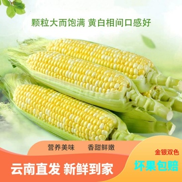 云南德宏水果玉米甜玉米一件代发电商好货