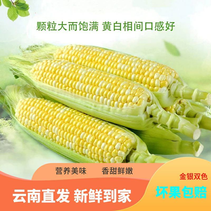 云南德宏水果玉米甜玉米一件代发电商好货