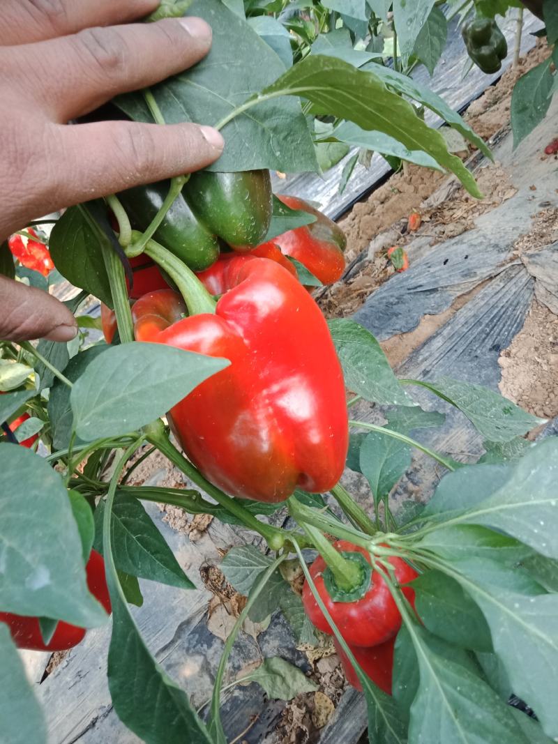 木红太空椒，变色太空，彩色太空椒，质量真好