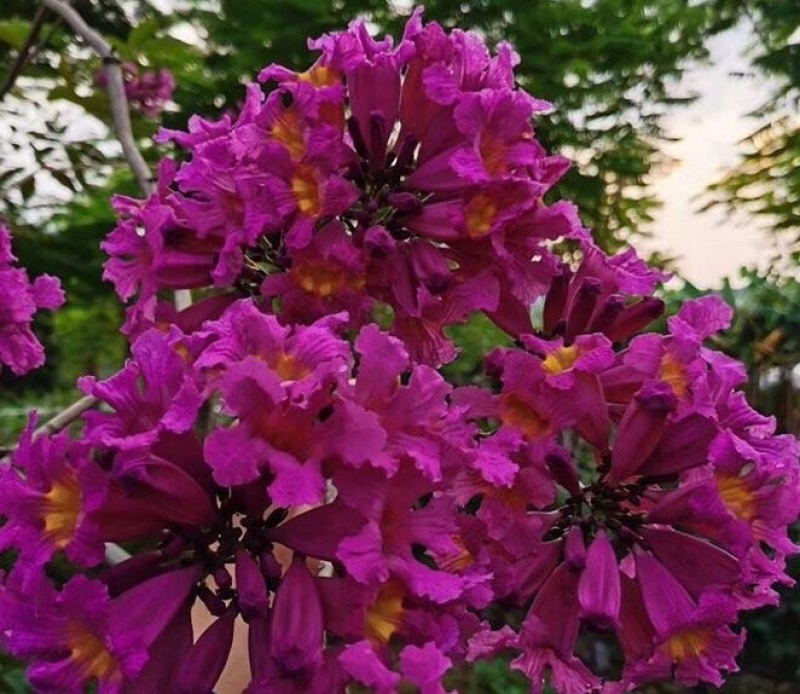 紫花绣球风铃，其它颜色也有
