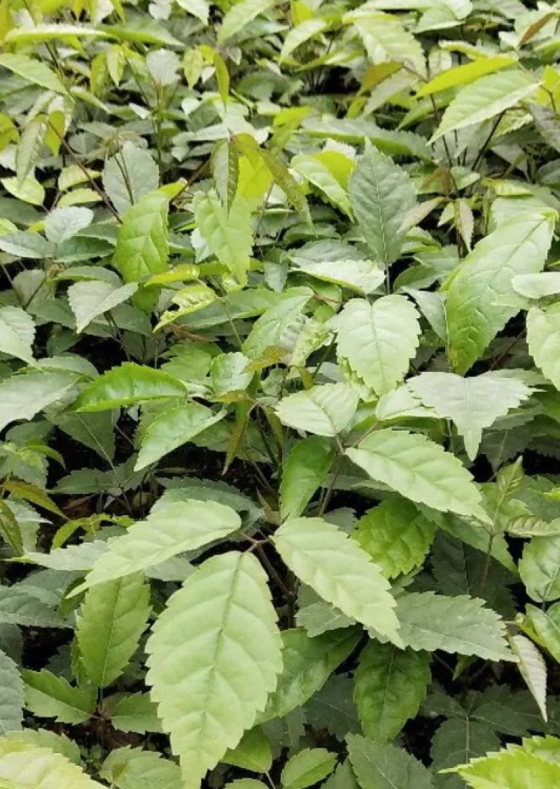 紫花绣球风铃，其它颜色也有