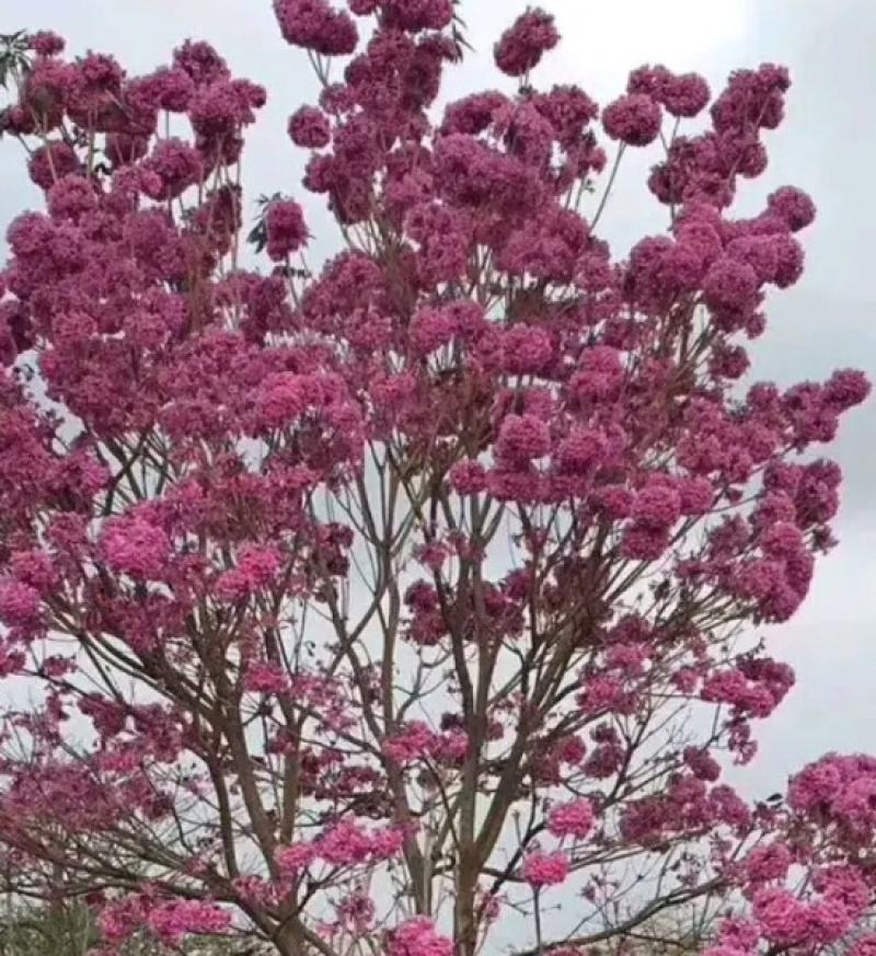 紫花绣球风铃，其它颜色也有