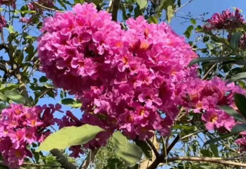 紫花绣球风铃，其它颜色也有