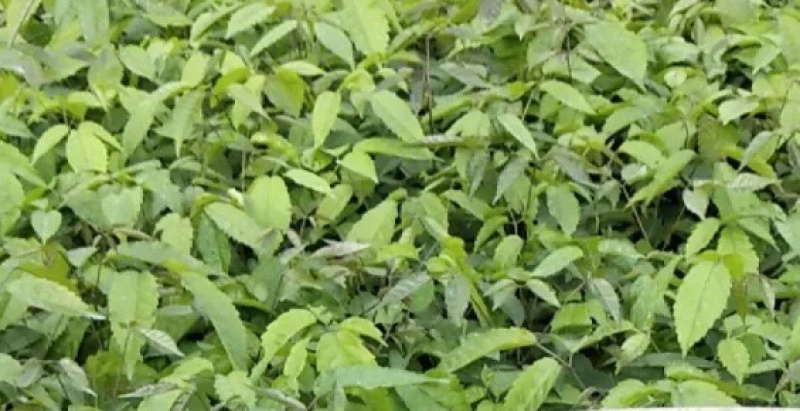紫花绣球风铃，其它颜色也有