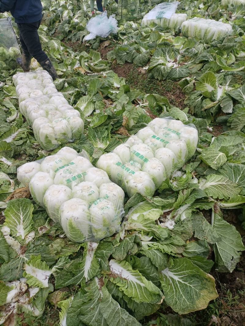 湖北潜江市黄心大白菜
