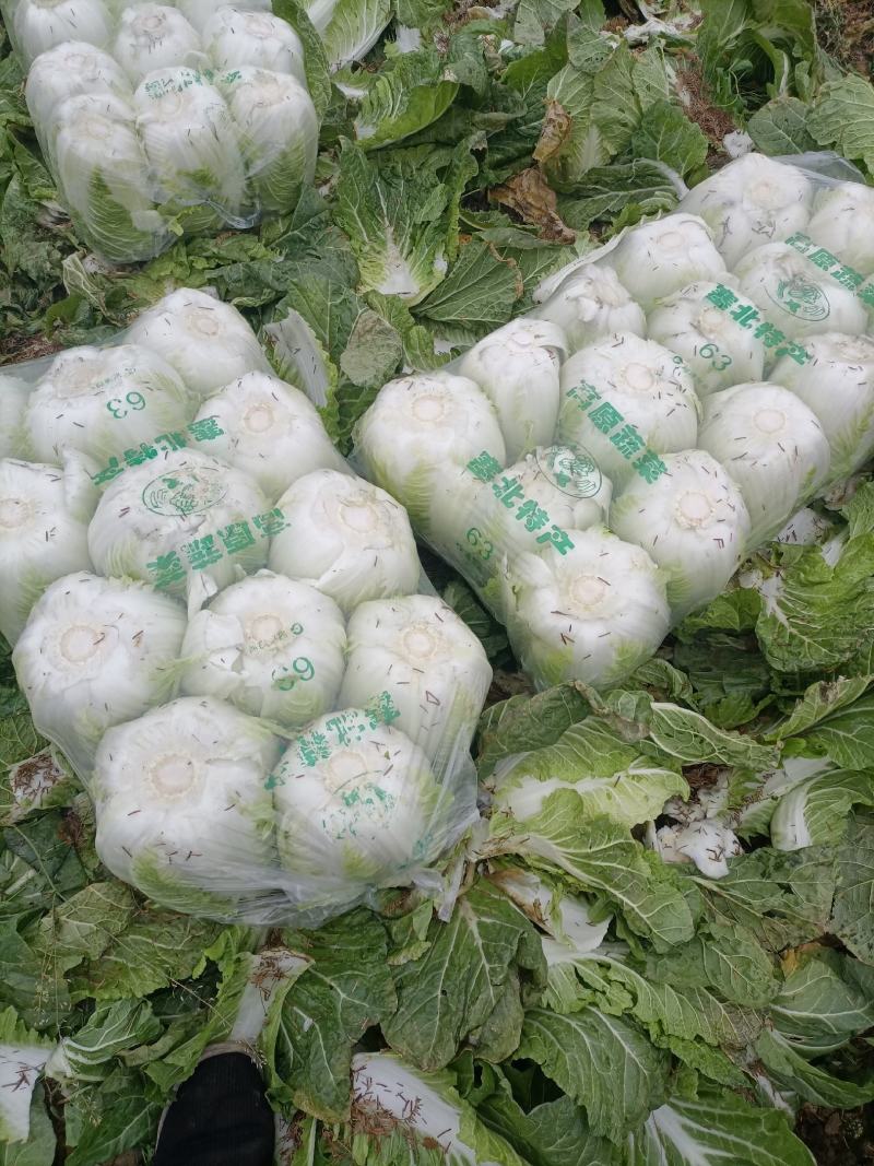 湖北潜江市黄心大白菜