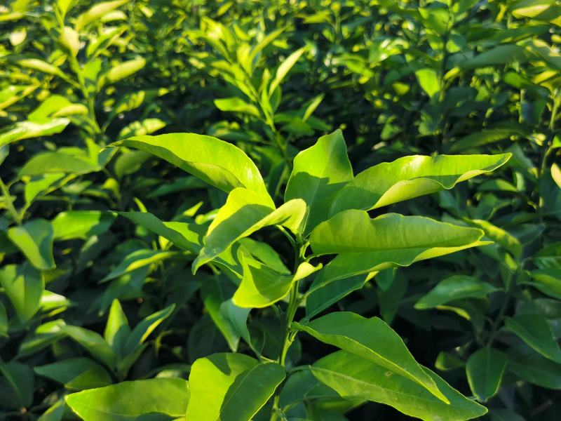 象山红美人橘苗，自有农场，精心管理，价格实惠，提供技术指导！