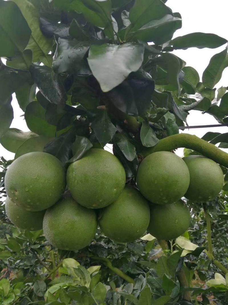 泰国红宝石青柚苗耐寒品种南北方可种植皇室供果纯甜无酸味