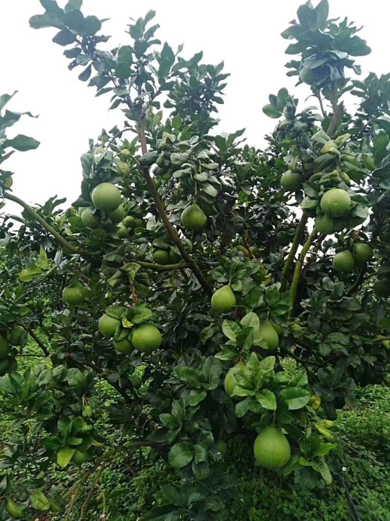 泰国红宝石青柚苗耐寒品种南北方可种植皇室供果纯甜无酸味