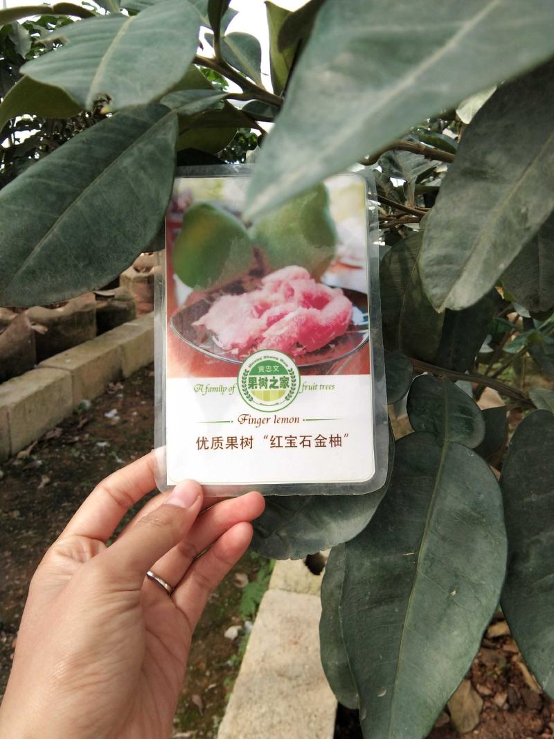 泰国红宝石青柚苗耐寒品种南北方可种植皇室供果纯甜无酸味