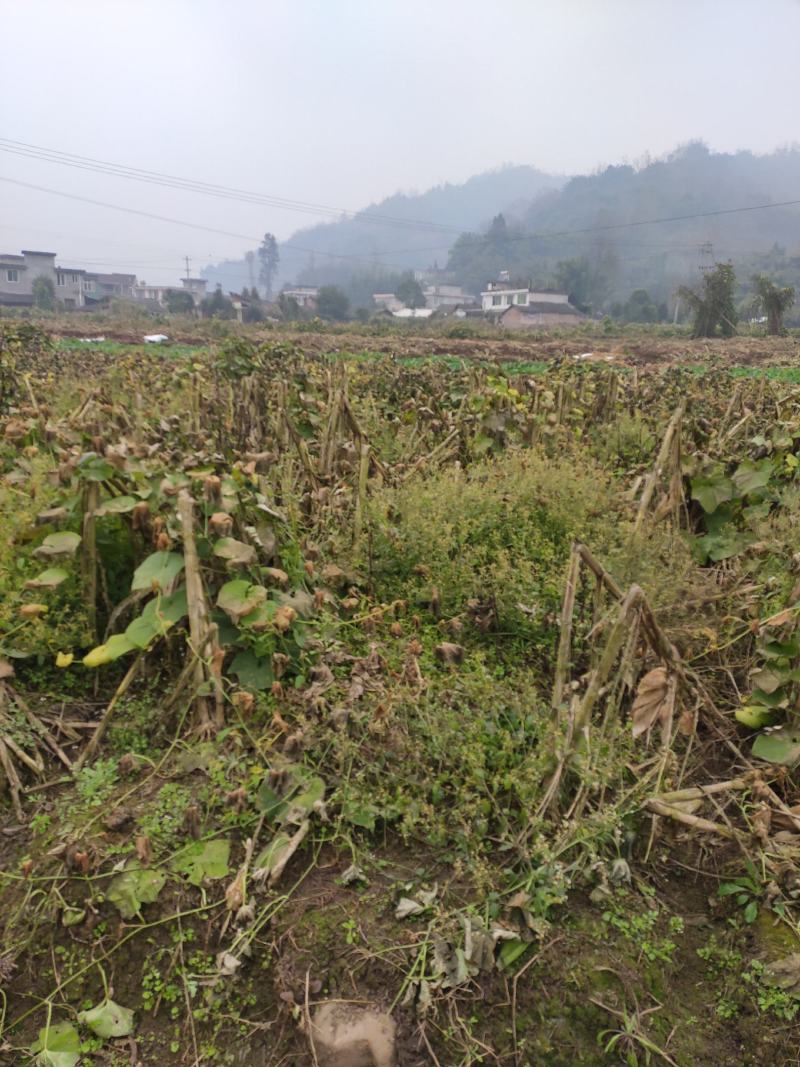 土耳苕大量供应需要的联系