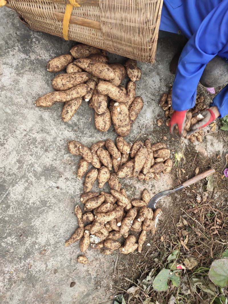 土耳苕大量供应需要的联系