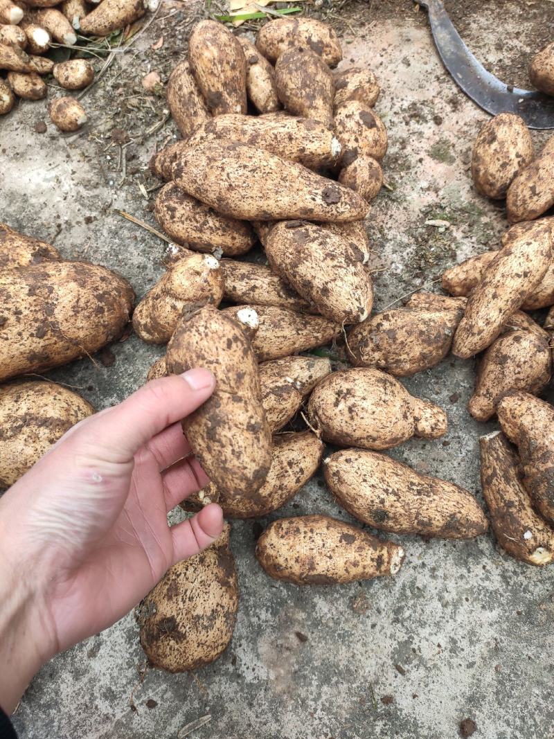 土耳苕大量供应需要的联系