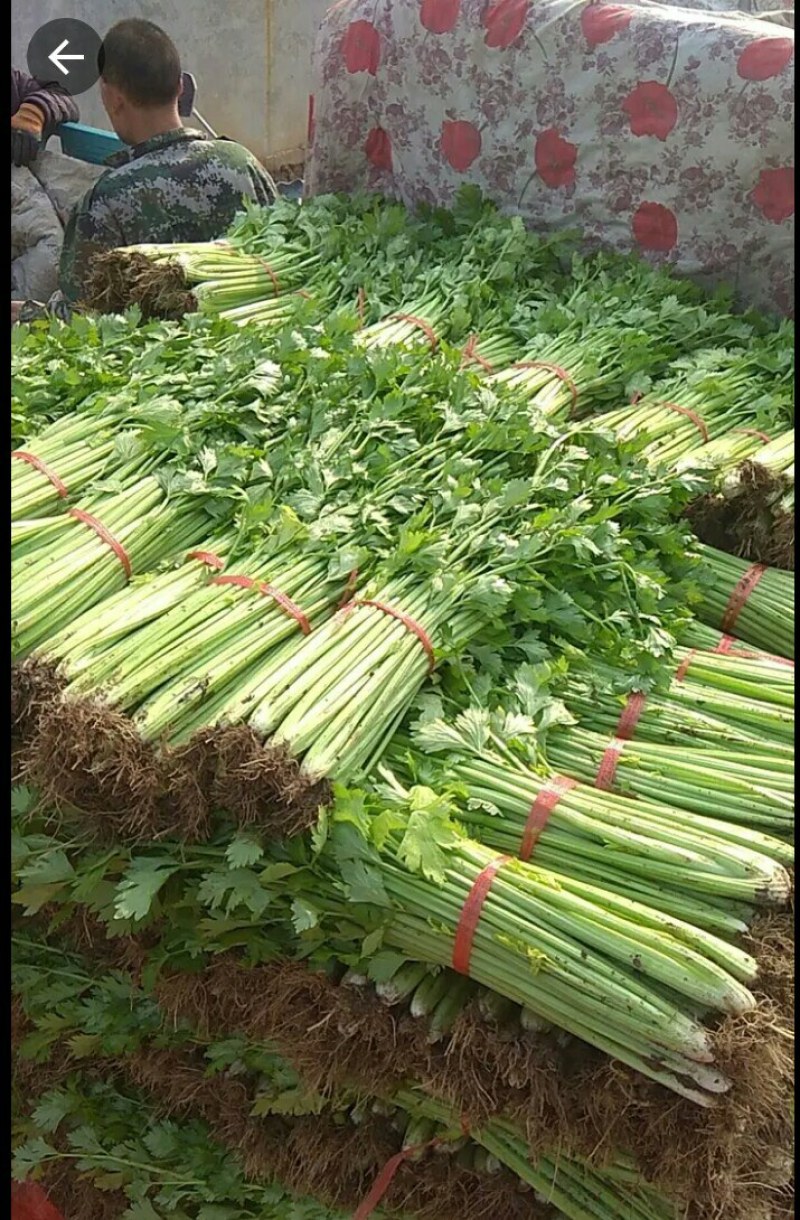 芹菜热卖中，大小中细棵都有货，可捆绑，可袋装，质量保证
