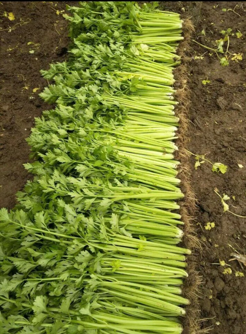 芹菜热卖中，大小中细棵都有货，可捆绑，可袋装，质量保证