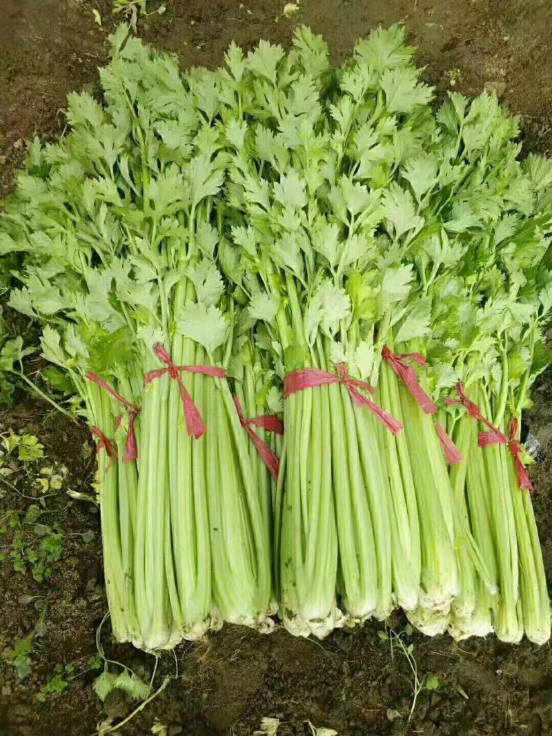 芹菜热卖中，大小中细棵都有货，可捆绑，可袋装，质量保证