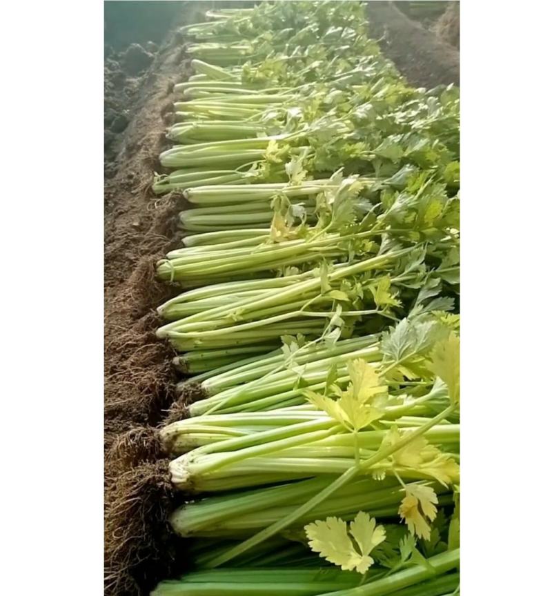 芹菜上市啦，欢迎您前来采购，高度:55-75公分
