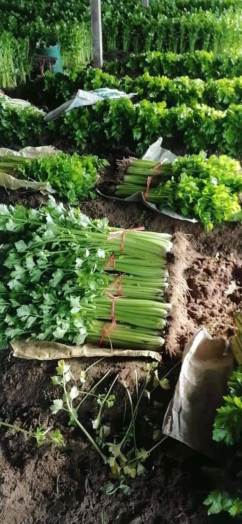 芹菜上市啦，欢迎您前来采购，高度:55-75公分