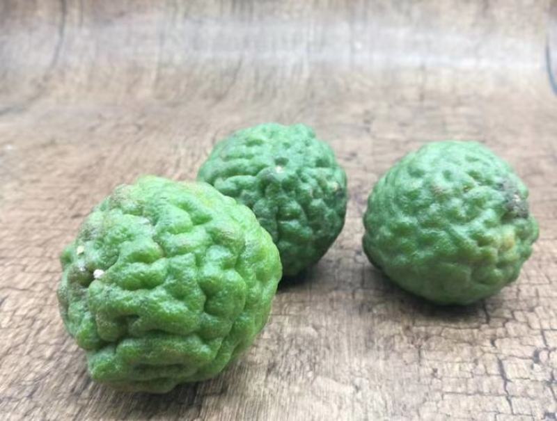 泰国粗皮柠檬丑柠檬苗叶子8字形状可作为煲汤食材适合南北方