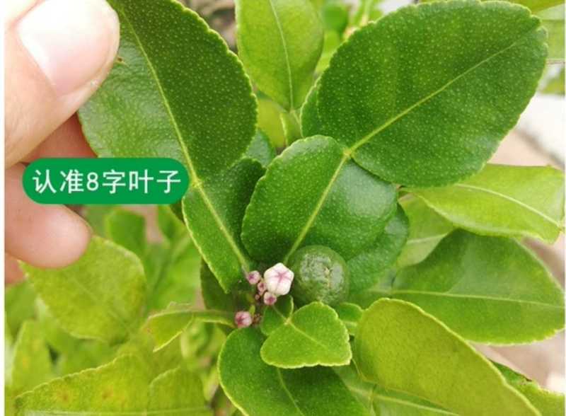 泰国粗皮柠檬丑柠檬苗叶子8字形状可作为煲汤食材适合南北方