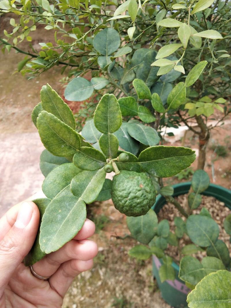 泰国粗皮柠檬丑柠檬苗叶子8字形状可作为煲汤食材适合南北方