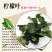 泰国粗皮柠檬丑柠檬苗叶子8字形状可作为煲汤食材适合南北方